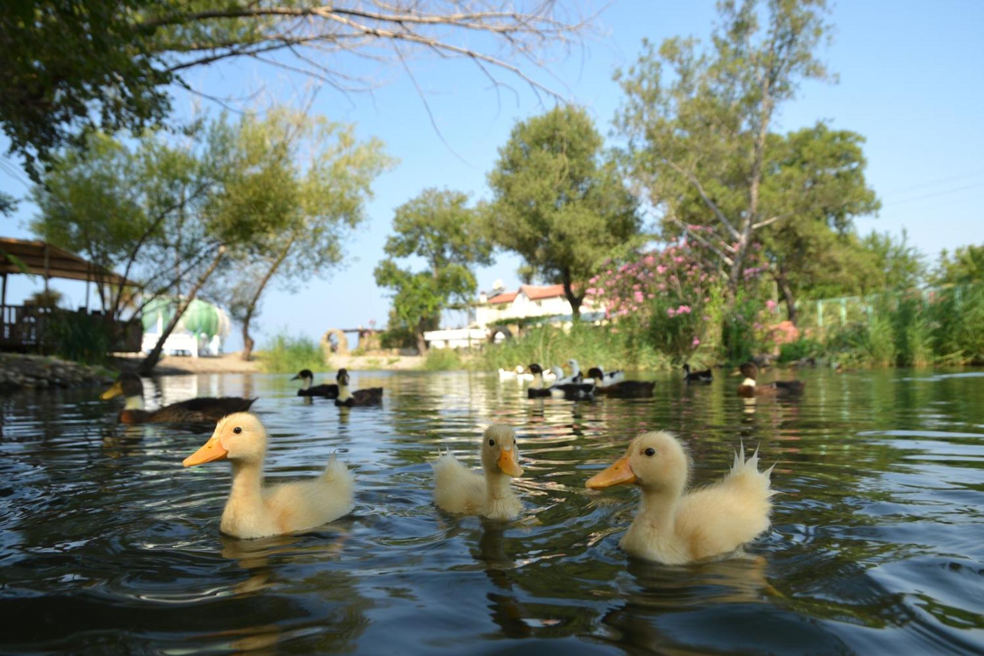 Yonca Lodge Fethiye Kültér fotó